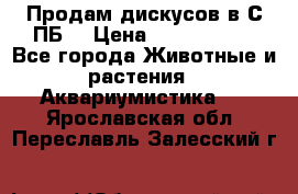 Продам дискусов в С-ПБ. › Цена ­ 3500-4500 - Все города Животные и растения » Аквариумистика   . Ярославская обл.,Переславль-Залесский г.